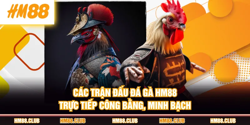 Các trận đấu Đá Gà HM88 trực tiếp công bằng, minh bạch