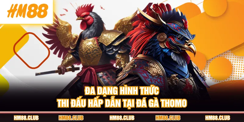 Đa dạng hình thức thi đấu hấp dẫn tại đá gà Thomo