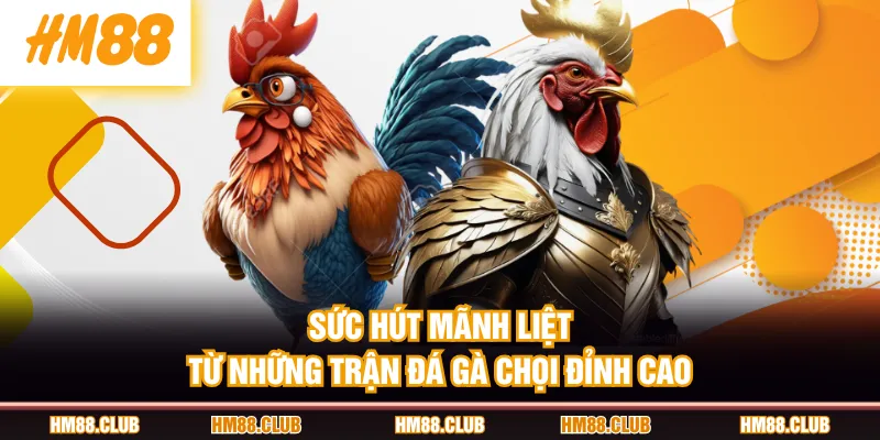 Sức hút mãnh liệt từ những trận đá gà chọi đỉnh cao