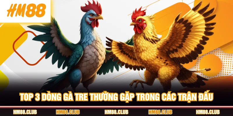 TOP 3 dòng gà tre thường gặp trong các trận đấu