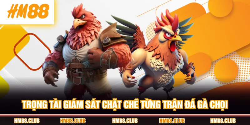 Trọng tài giám sát chặt chẽ từng trận đá gà chọi